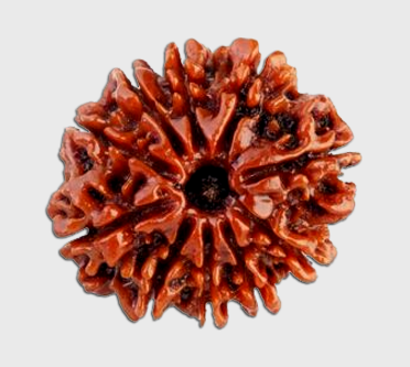 10 मुखी रुद्राक्ष #10 Mukhi Rudraksha Tirthraj vaastu