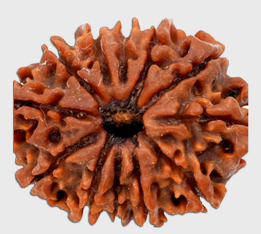11 Mukhi Rudraksh Tirthraj vaastu