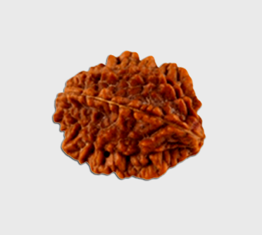12 मुखी रुद्राक्ष #12 Mukhi Rudraksh Tirthraj vaastu