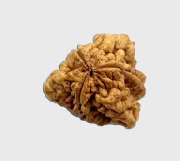 2 मुखी रुद्राक्ष #2 Mukhi Rudraksha Tirthraj vaastu